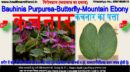 कचनार-Bauhinia Purpurea-Butterfly-Mountain Ebony