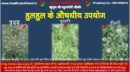 बहुमूल्य औषधि हुलहुल के औषधीय उपयोग (Medicinal uses of Valuable Herb Hul-Hul)